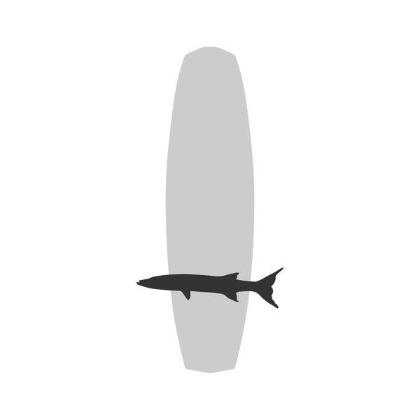 Barracuda